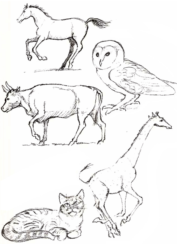 basit hayvan çizimleri