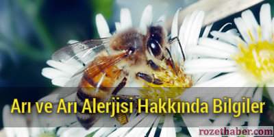 Arı ve Arı Alerjisi Hakkında Bilgiler