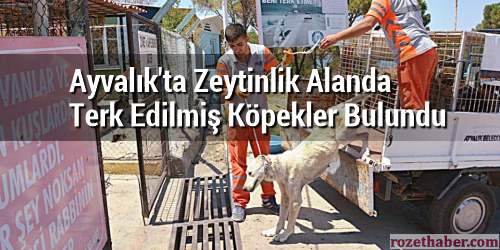 Ayvalık'ta Zeytinlik Alanda Terk Edilmiş Köpekler Bulundu