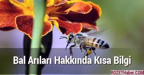 Bal Arıları Hakkında Kısa Bilgi İlginç Bilgiler