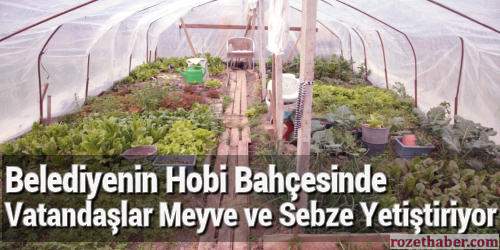 Belediyenin Hobi Bahçesinde Vatandaşlar Meyve ve Sebze Yetiştiriyor