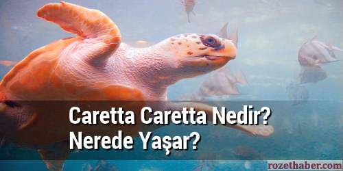 Caretta Caretta Nedir Nerede Yaşar Caretta Caretta Nedir Nerede Yaşar