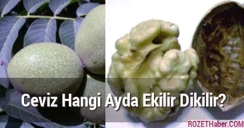 Ceviz Fidanı Dondan Nasıl Korunur Ceviz Fidanı Dondan Nasıl Korunur