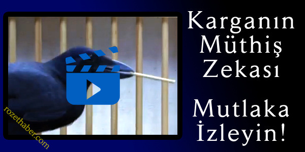Karganın Müthiş Zekası Haberi Karganın Müthiş Zekası resmi