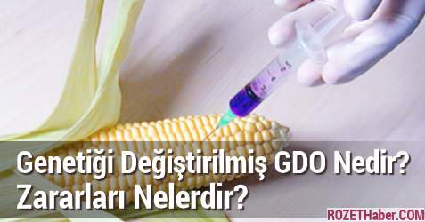 Dinen Sakıncalı Olan GDO Hayvan Yemlerinin İthalatı Türkiye'de Serbest Durumda