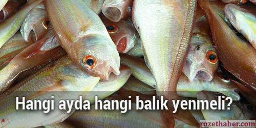 Hangi Ayda Hangi Balık Yenir Takvimi Hangi Ayda Hangi Balık Yenir Takvimi
