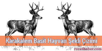 Karakalem Basit Hayvan Şekli Çizimi