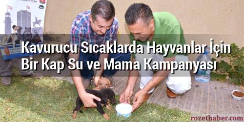 Kavurucu Sıcaklarda Hayvanlar İçin Bir Kap Su ve Mama Kampanyası Sürüyor