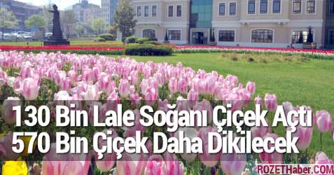 Osmangazi'de 130 Bin Lale Soğanı Çiçek Açtı 570 Bin Çiçek Dikilecek