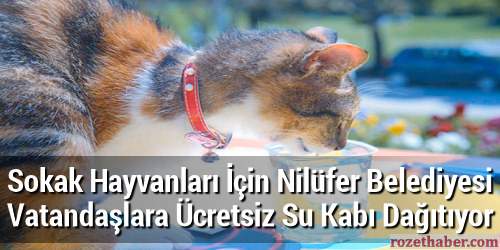 Sokak Hayvanları İçin Nilüfer Belediyesi Vatandaşlara Ücretsiz Su Kabı Dağıtıyor