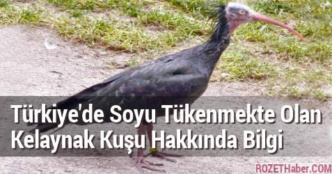 Türkiye’de Soyu Tükenmekte Olan Kelaynak Kuşu Hakkında Bilgi