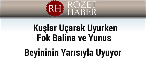 Kuşlar Uçarken Uyurken Fok Balina ve Yunus Beyininin Yarısıyla Uyuyor Kuşlar Uçarken Uyurken Fok Balina ve Yunus Beyininin Yarısıyla Uyuyor