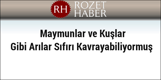 Maymunlar ve Kuşlar Gibi Arılar Sıfırı Kavrayabiliyormuş Maymunlar ve Kuşlar Gibi Arılar Sıfırı Kavrayabiliyormuş