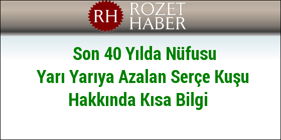 Son 40 Yılda Nüfusu Yarı Yarıya Azalan Serçe Kuşu Hakkında Kısa Bilgi Son 40 Yılda Nüfusu Yarı Yarıya Azalan Serçe Kuşu Hakkında Kısa Bilgi