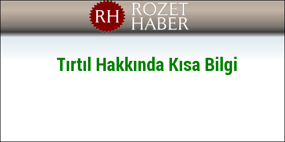 Tırtıl Hakkında Kısa Bilgi Tırtıl Hakkında Kısa Bilgi