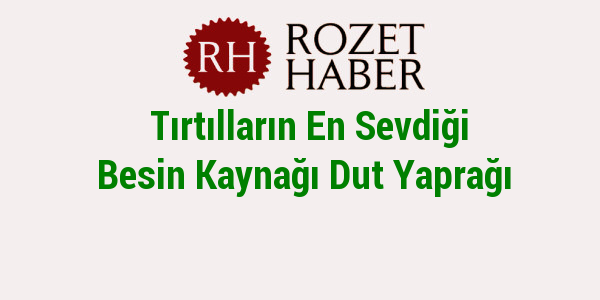 Tırtılların En Sevdiği Besin Kaynağı Dut Yaprağı Tırtılların En Sevdiği Besin Kaynağı Dut Yaprağı