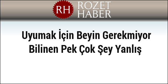 Uyumak İçin Beyin Gerekmiyor Bilinen Pek Çok Şey Yanlış Uyumak İçin Beyin Gerekmiyor Bilinen Pek Çok Şey Yanlış